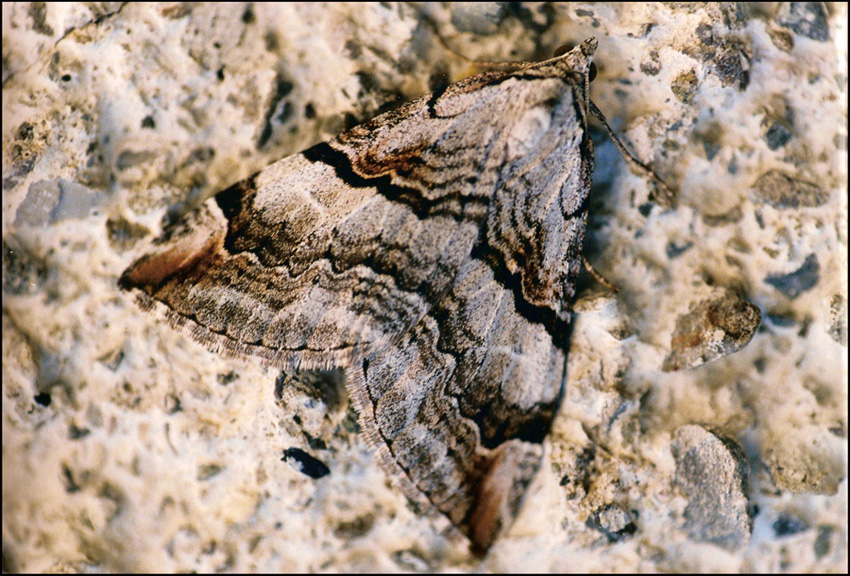 farfalla mimetica da ident